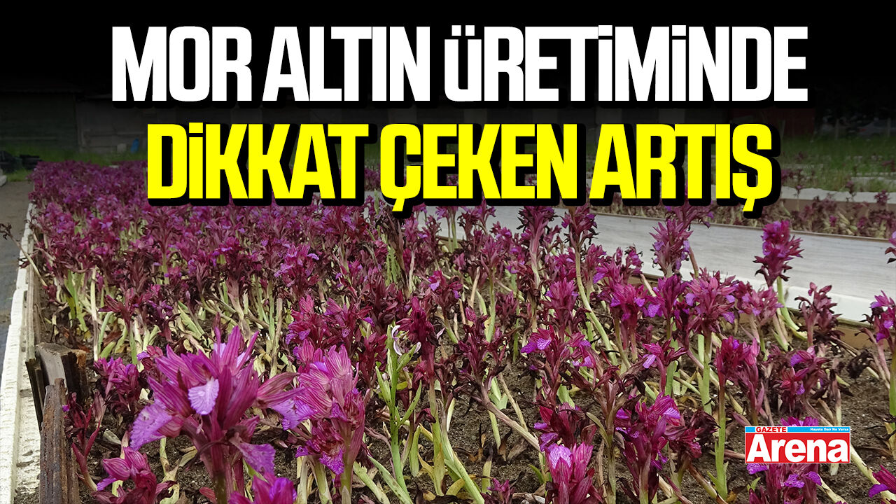 Samsun'da salep üretiminde dikkat çeken artış