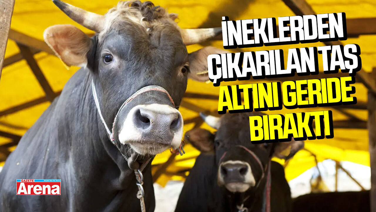 İneklerden çıkarılan taş altını geride bıraktı