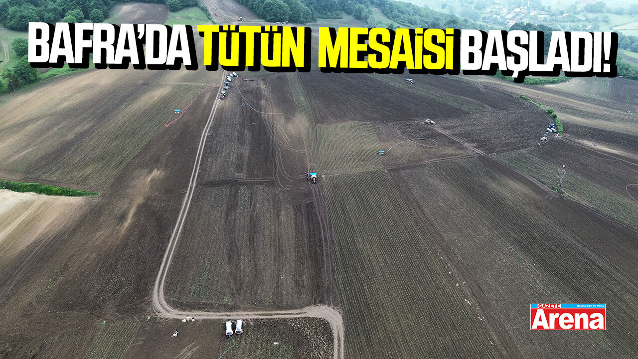Bafra Ovası'nda tütün dikimi mesaisi başladı