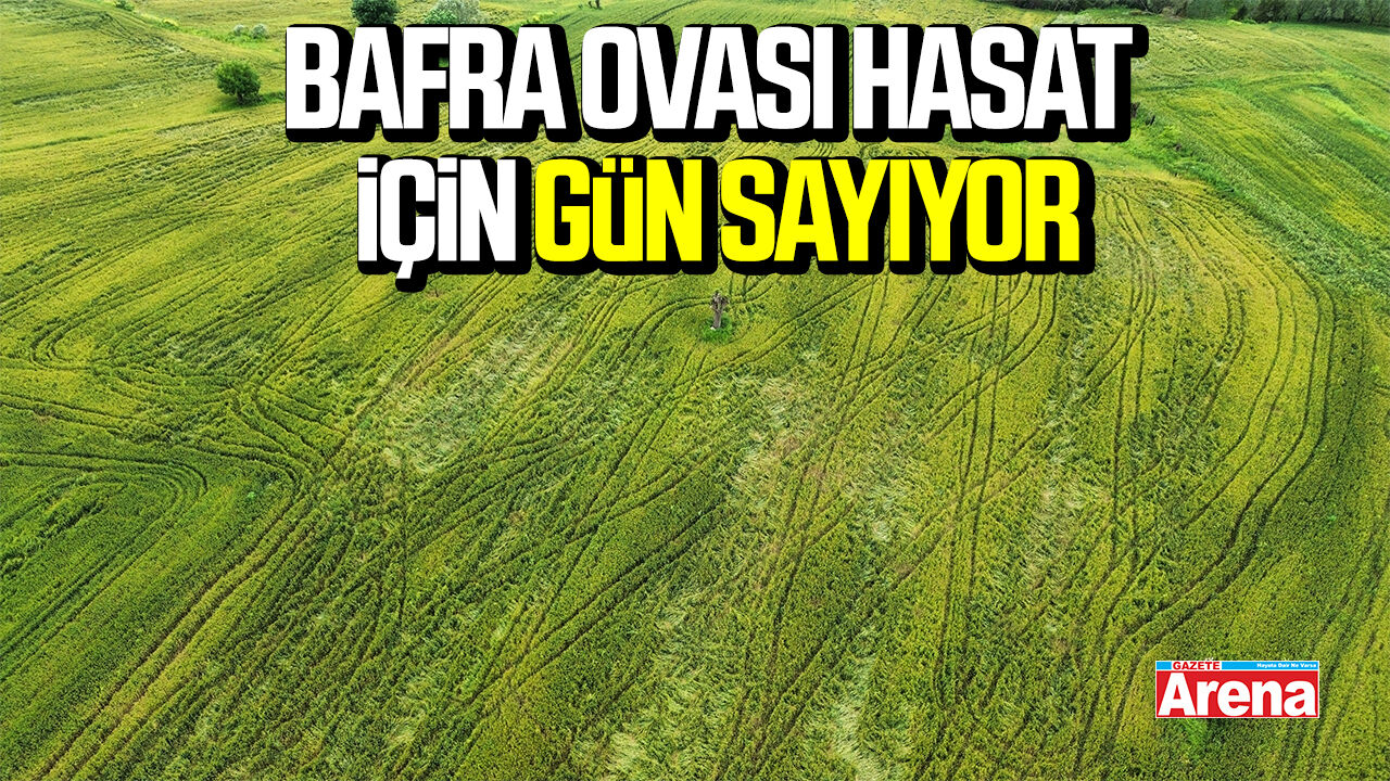 Bafra Ovası bugday hasadı için gün sayıyor