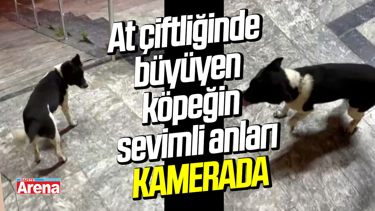 Samsun'da at çiftliğinde büyüyen köpeğin sevimli anları