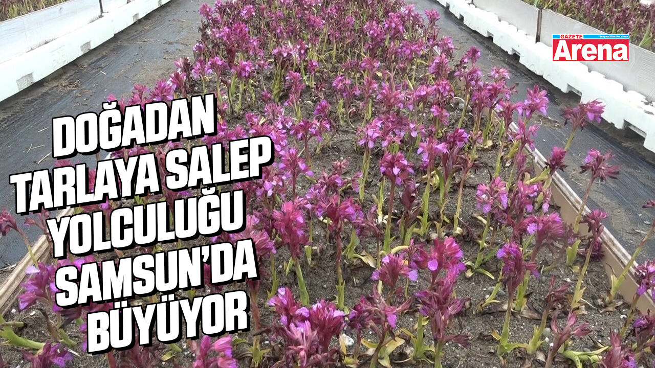Samsun’da salep üretimi büyüyor!
