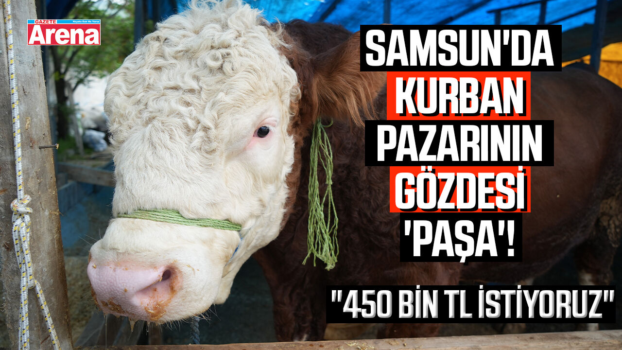 Samsun'da kurban pazarı’nın gözdesi 'Paşa'!