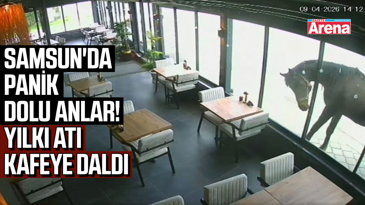 Samsun'da panik dolu anlar! Yılkı atı kafeye daldı