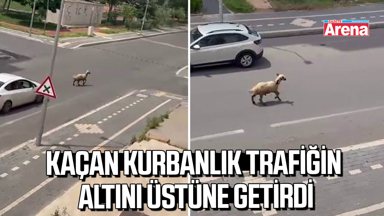 Kaçan kurbanlık trafiğin altını üstüne getirdi
