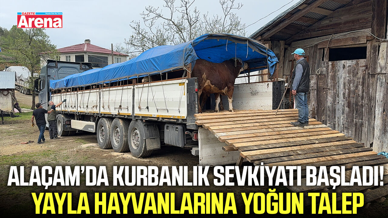Alaçam'da yetişen kurbanlıkların sevkiyatı başladı