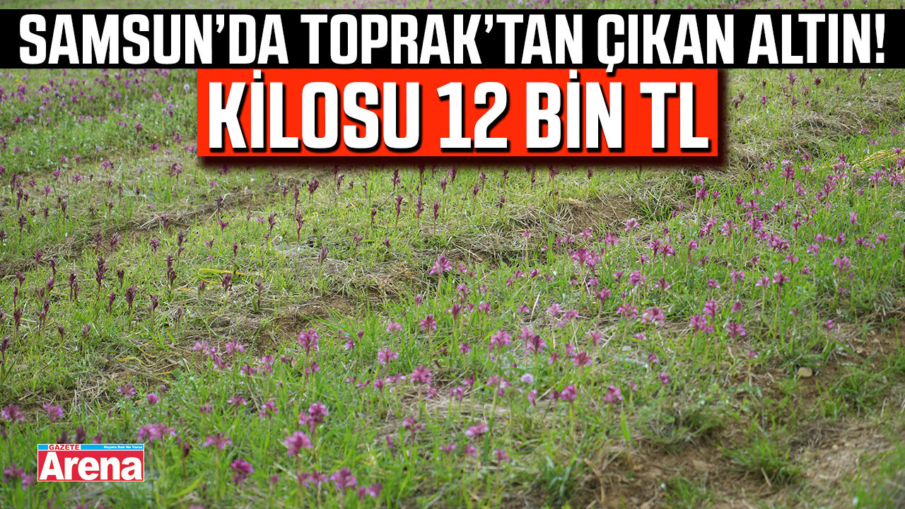 Samsun'da topraktan çıkan altın! Kilosu 12 bin TL