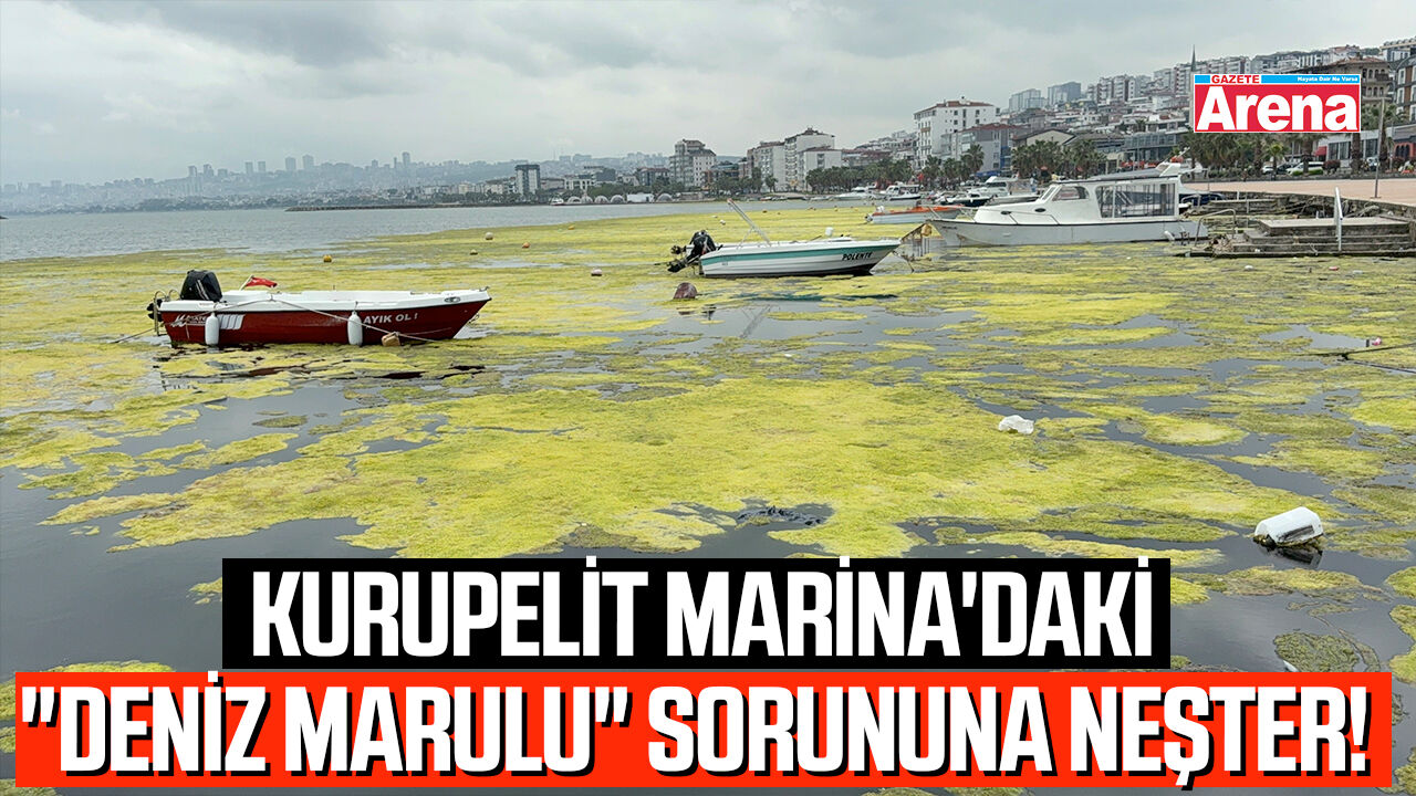 Kurupelit Marina'daki "deniz marulu" sorununa neşter!