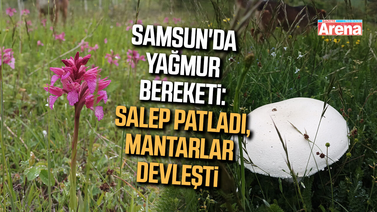 Samsun'da yağmur bereketi: Salep patladı, mantarlar devleşti