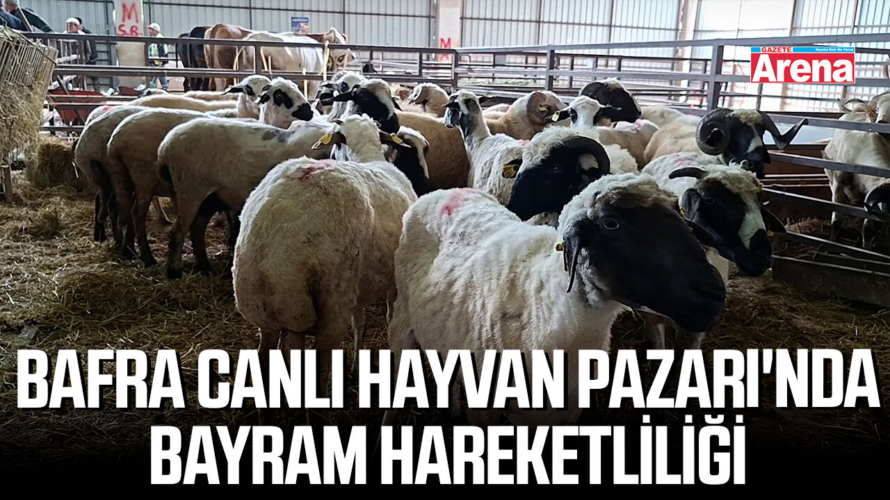 Bafra Canlı Hayvan Pazarı'nda bayram hareketliliği