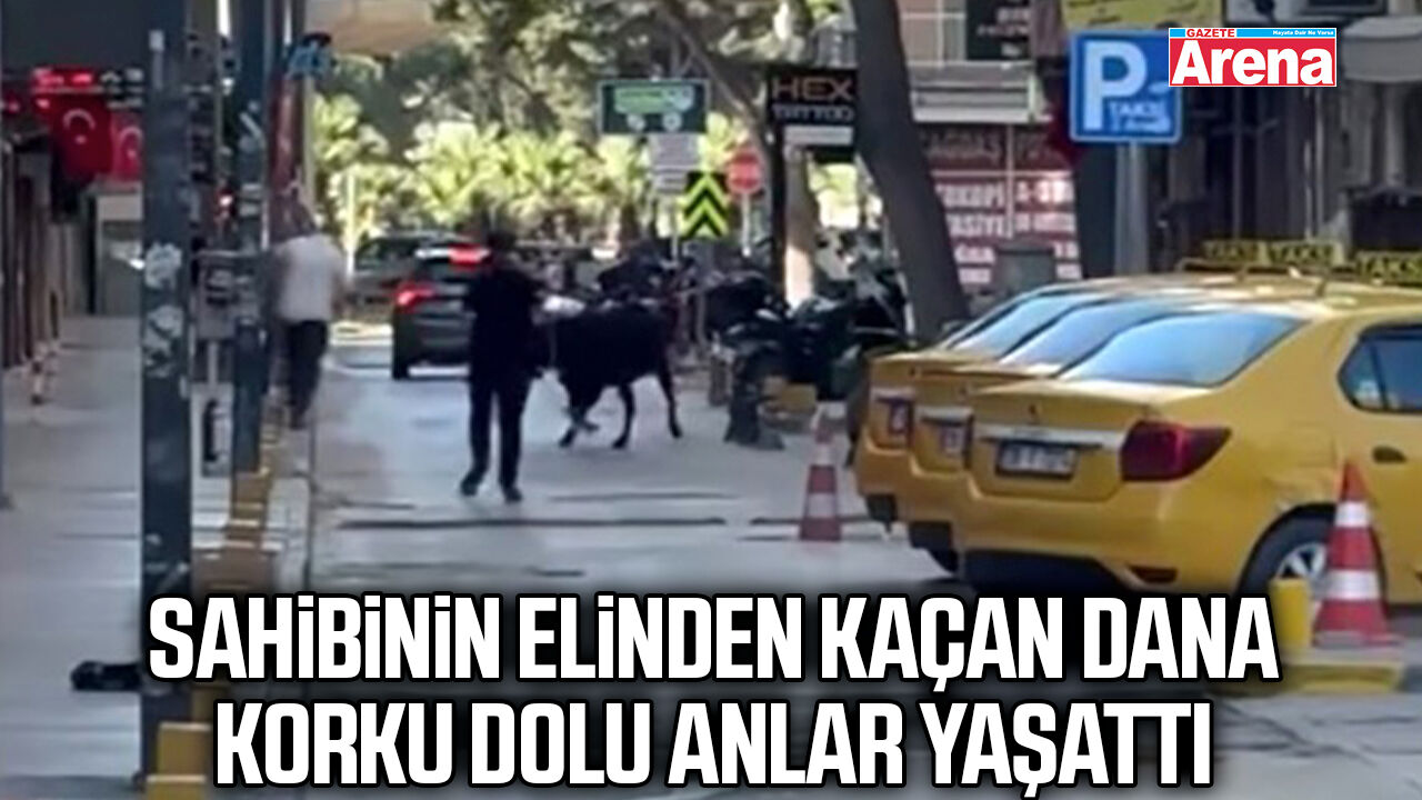 Sahibinin elinden kaçan dana korku dolu anlar yaşattı