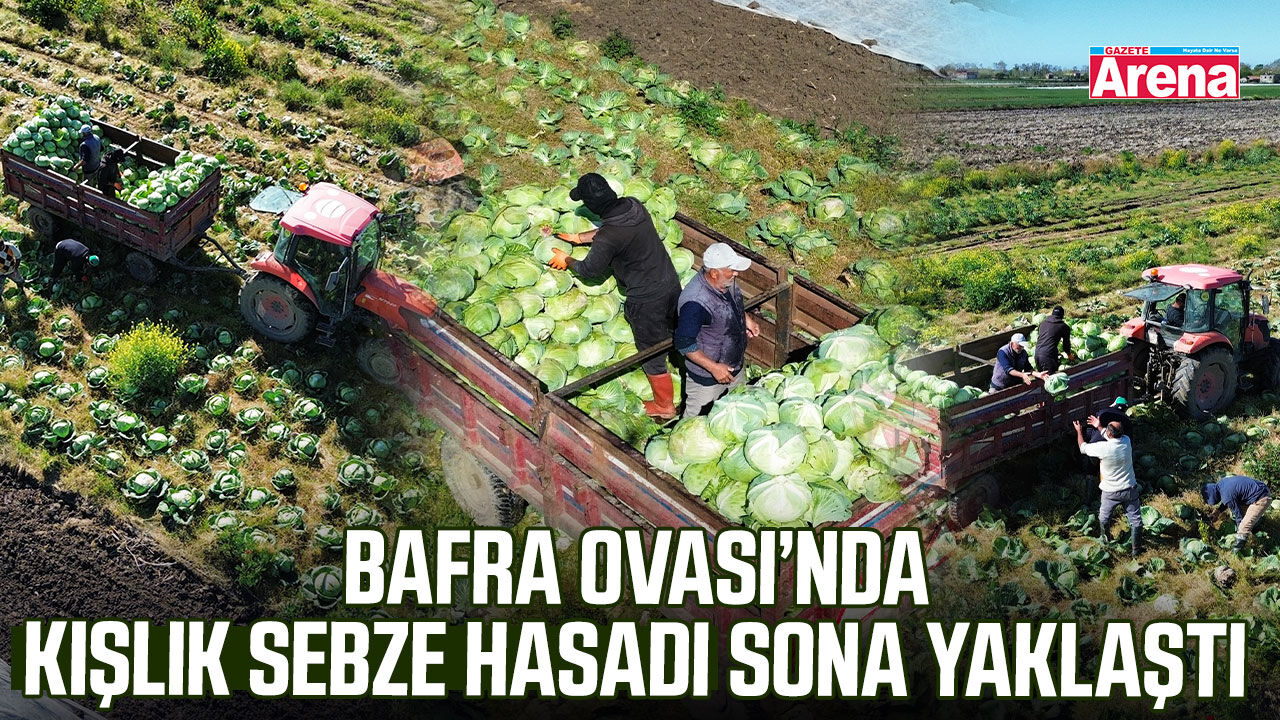 Bafra Ovası’nda kışlık sebze hasadı sona yaklaştı
