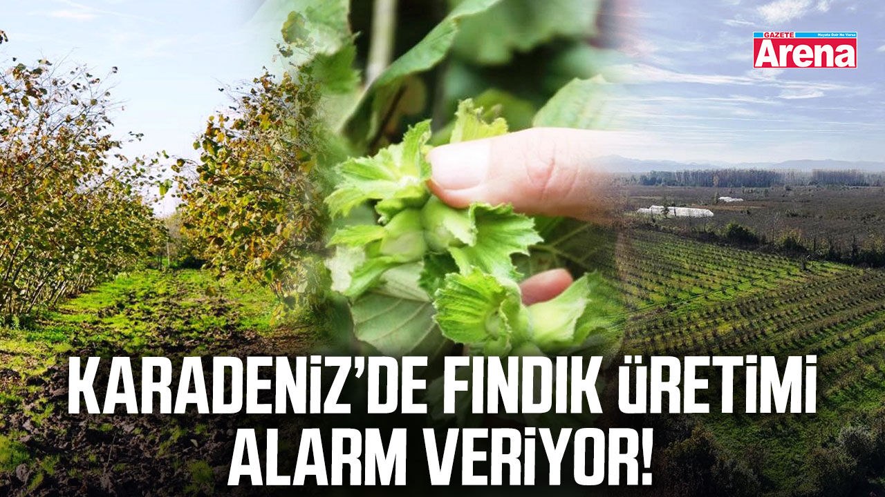 Karadeniz’de fındık üretimi alarm veriyor!