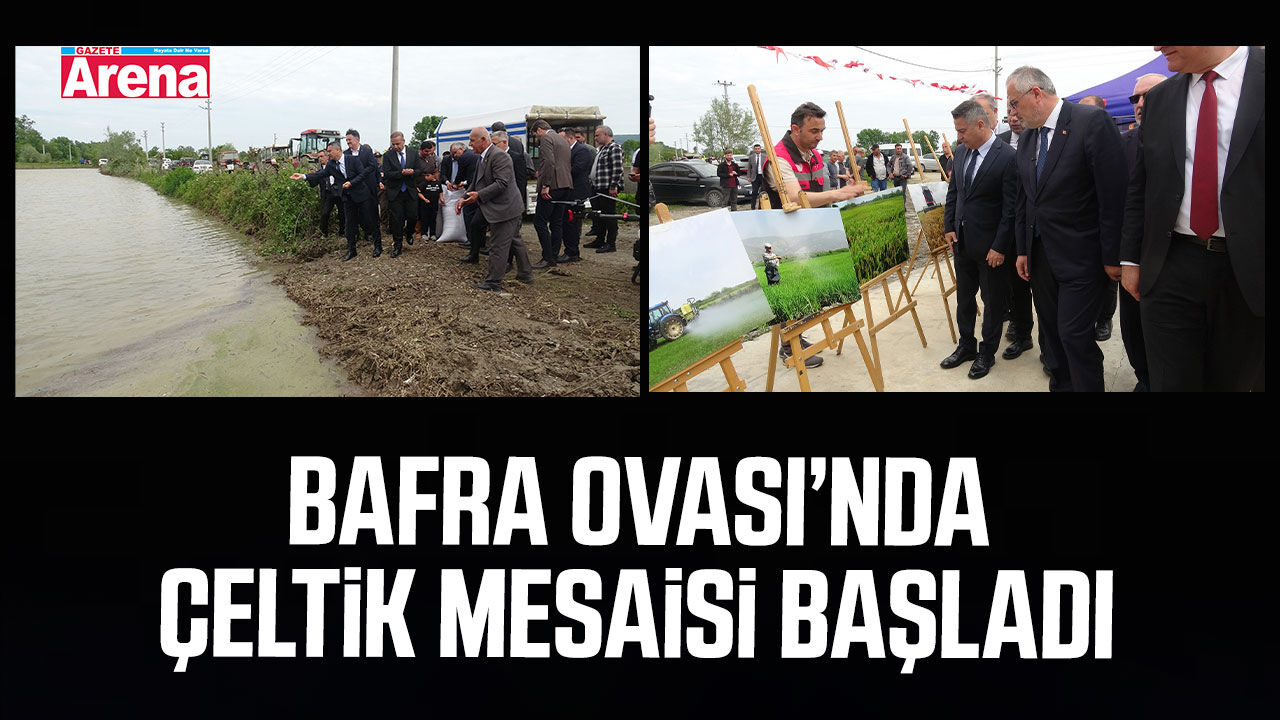 Bafra Ovası’nda çeltik mesaisi başladı