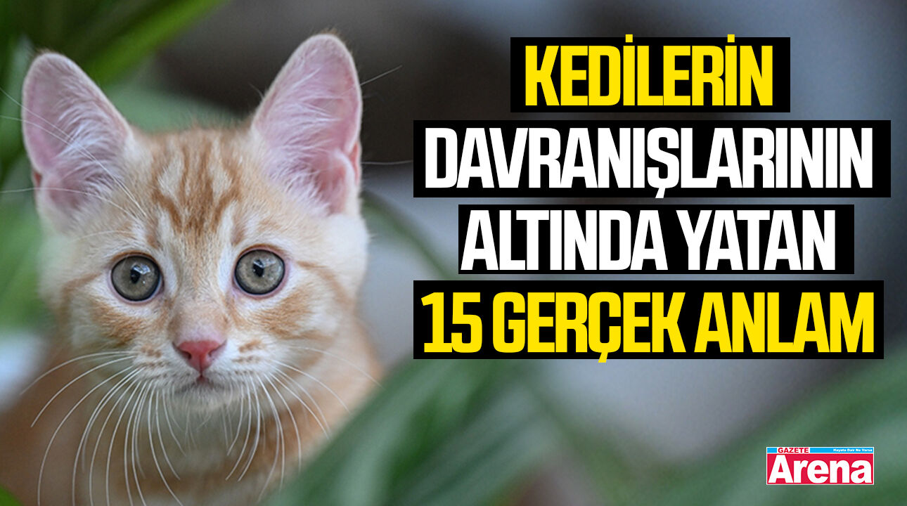Kedilerin davranışlarının altında yatan 15 gerçek anlam