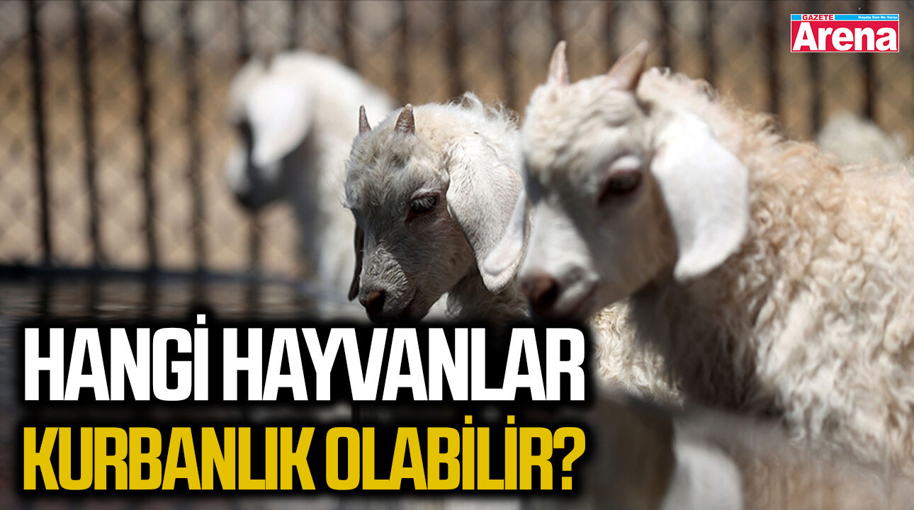 Hangi hayvanlar kurbanlık olabilir?