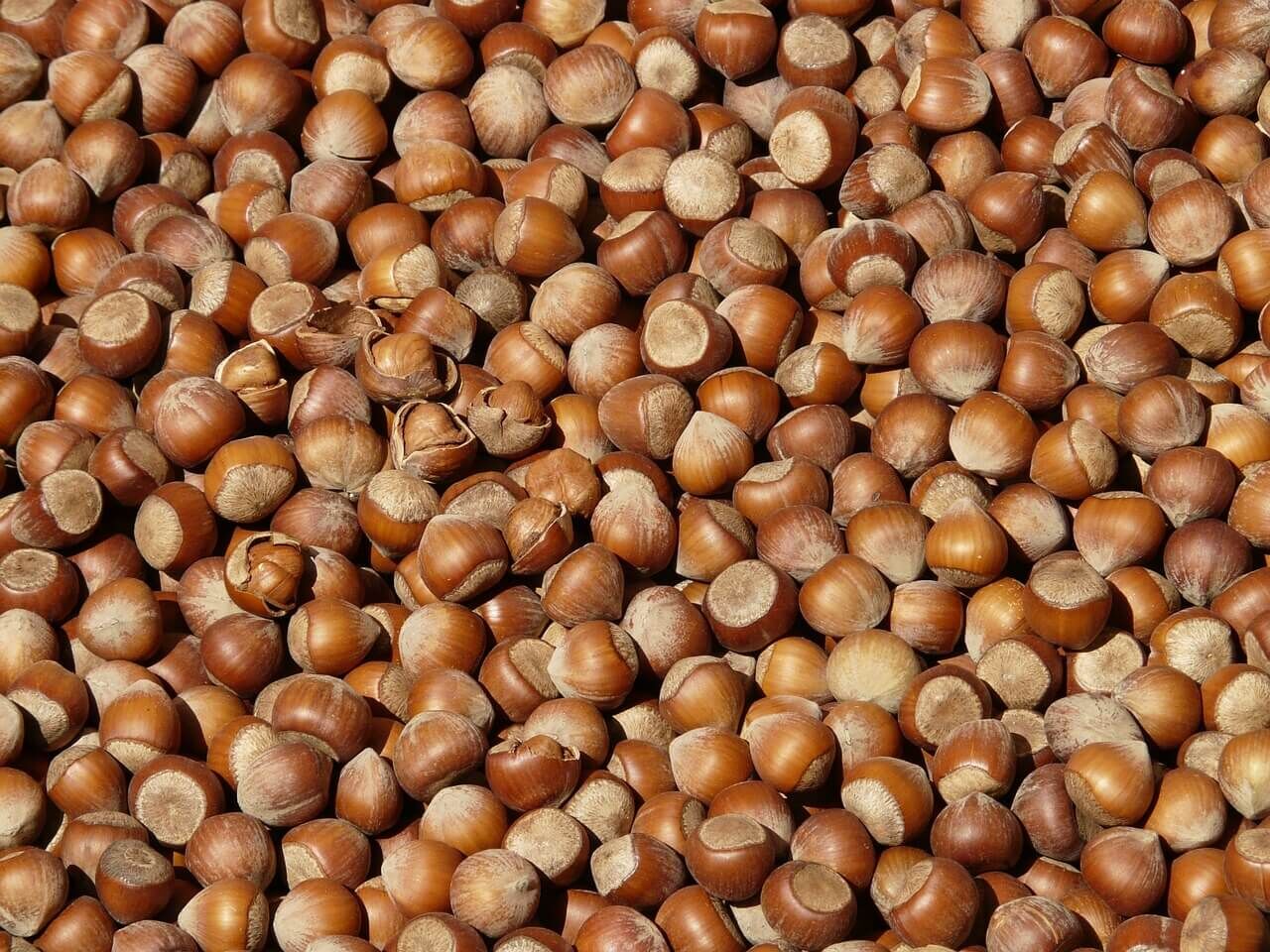 Fındık-2