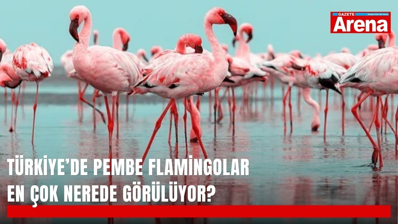 Türkiye’de pembe flamingolar en çok nerede görülüyor?