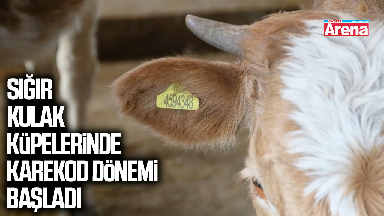 Sığır kulak küpelerinde karekod dönemi başladı