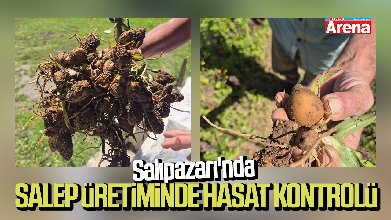 Salıpazarı'nda salep üretiminde hasat kontrolü