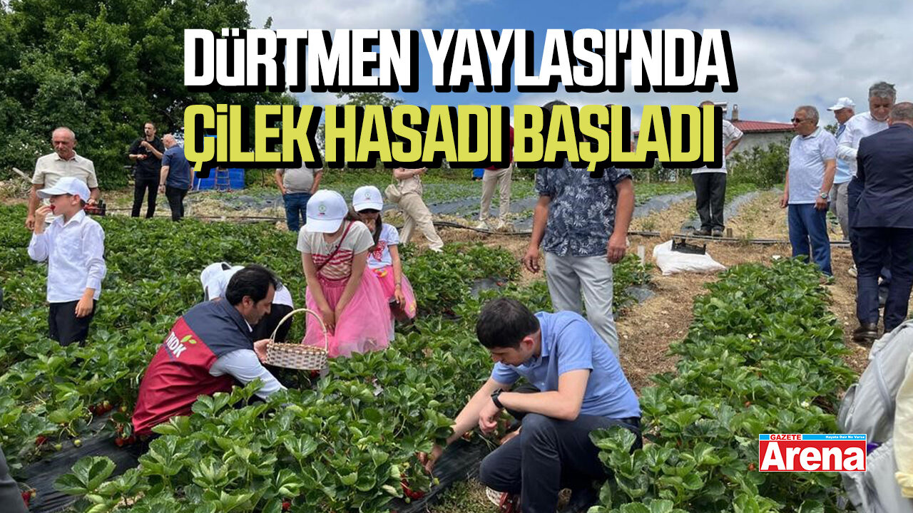 Alaçam Dürtmen Yaylası'nda çilek hasadı başladı