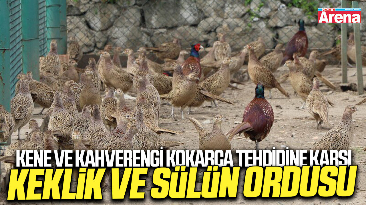 Kene ve kahverengi kokarca tehdidine karşı keklik ve sülün ordusu