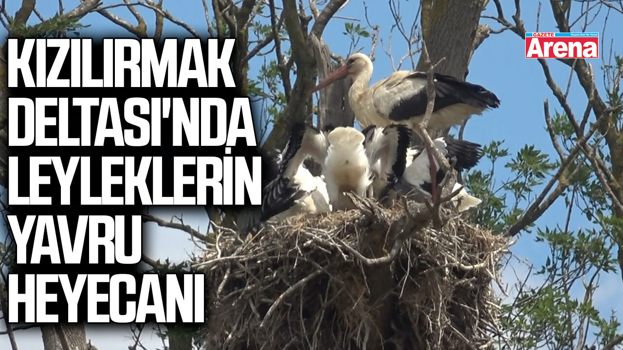 Kızılırmak Deltası'nda leyleklerin yavru heyecanı