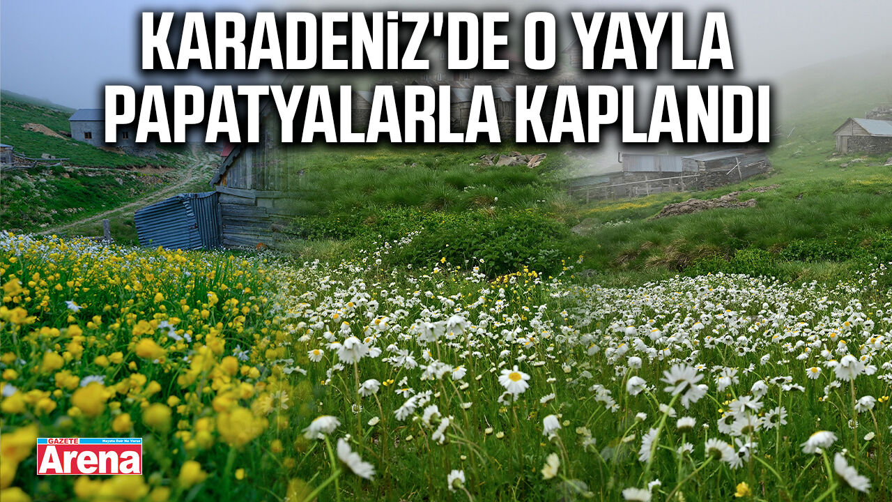 Karadeniz'de o yayla papatyalarla kaplandı