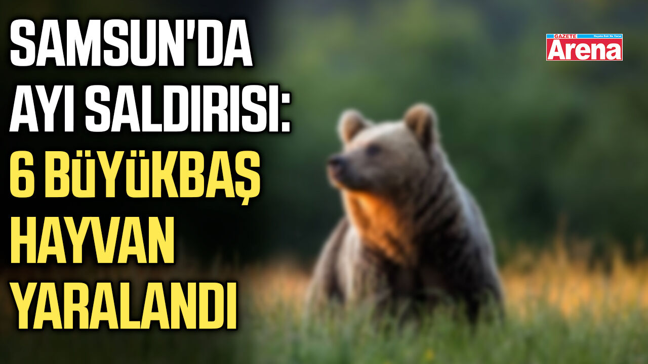 Samsun'da ayı saldırısı: 6 büyükbaş hayvan yaralandı