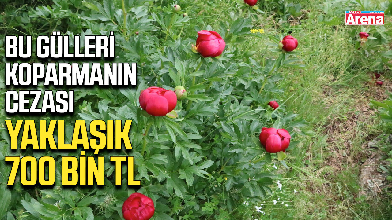 Bu gülleri koparmanın cezası yaklaşık 700 bin TL!