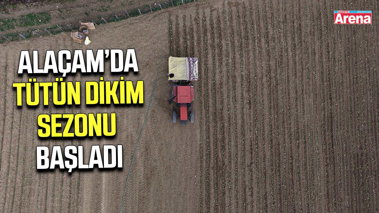 Alaçam’da tütün dikim sezonu başladı
