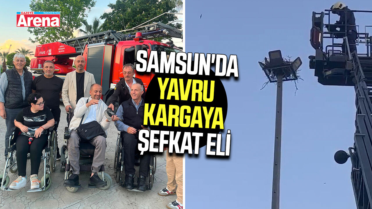 Samsun'da yavru kargaya şefkat eli