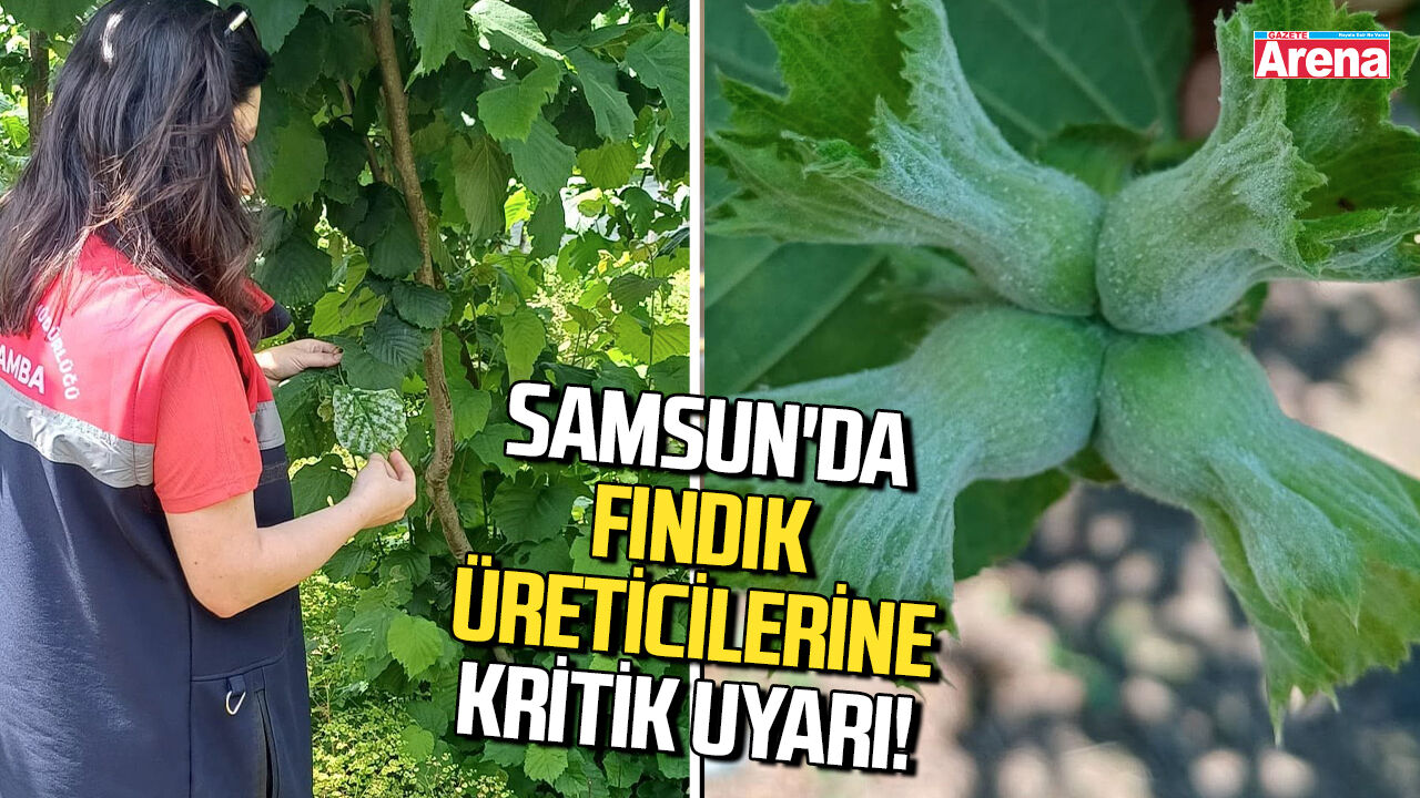 Samsun'da fındık üreticilerine kritik uyarı!