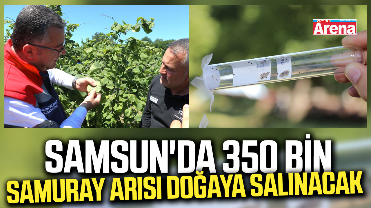 Samsun'da 350 bin samuray arısı doğaya salınacak