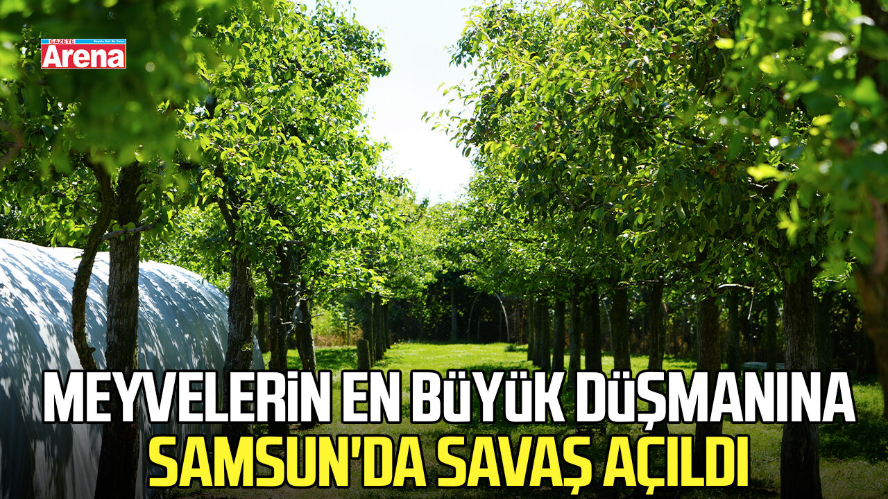 Meyvelerin en büyük düşmanına Samsun'da savaş açıldı