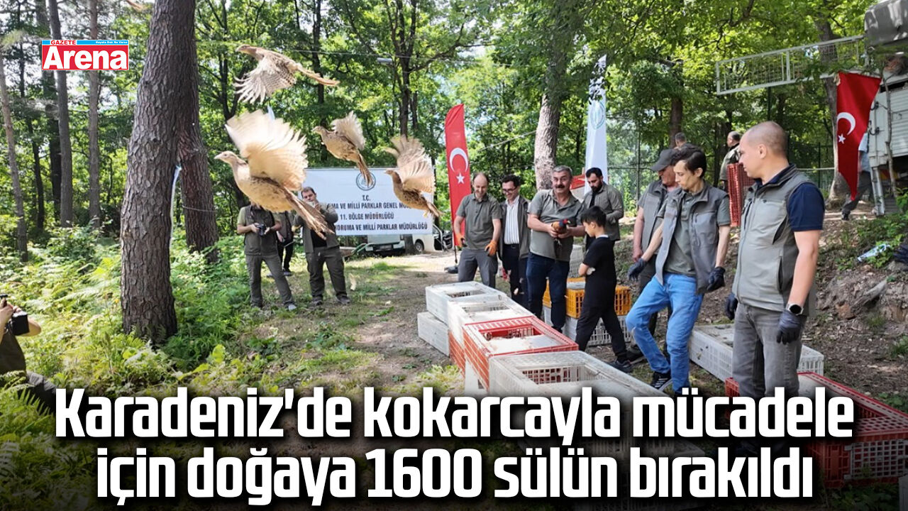 Karadeniz'de kokarcayla mücadele için doğaya 1600 sülün bırakıldı