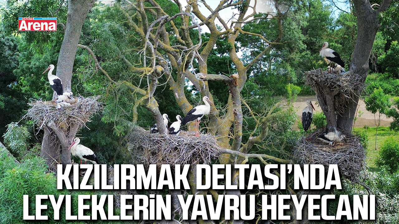 Kızılırmak Deltası’nda leyleklerin yavru heyecanı