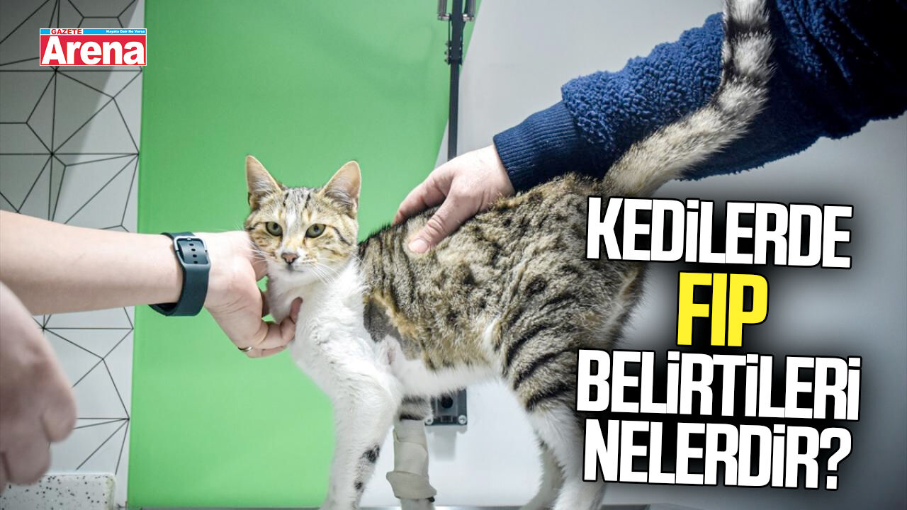 Kedilerde FIP belirtileri nelerdir?