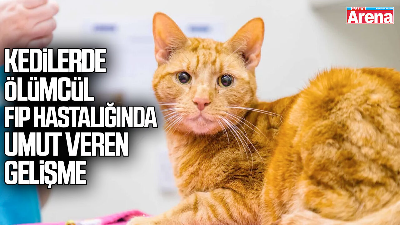 Kedilerde ölümcül FIP hastalığında umut veren gelişme