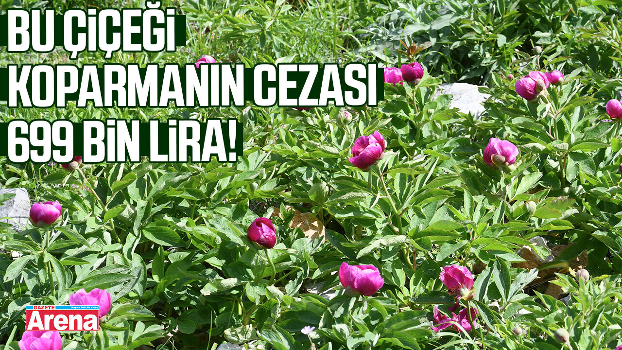 Bu çiçeği koparmanın cezası 699 bin lira!