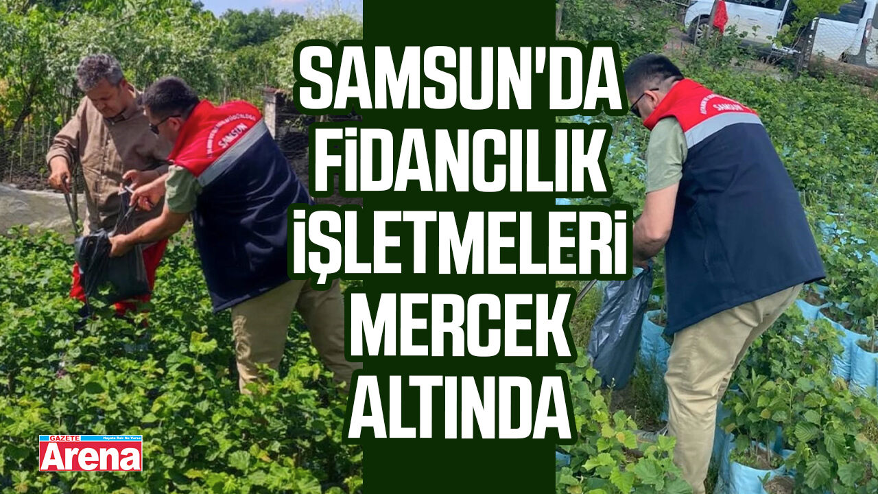 Samsun'da fidancılık işletmeleri mercek altında