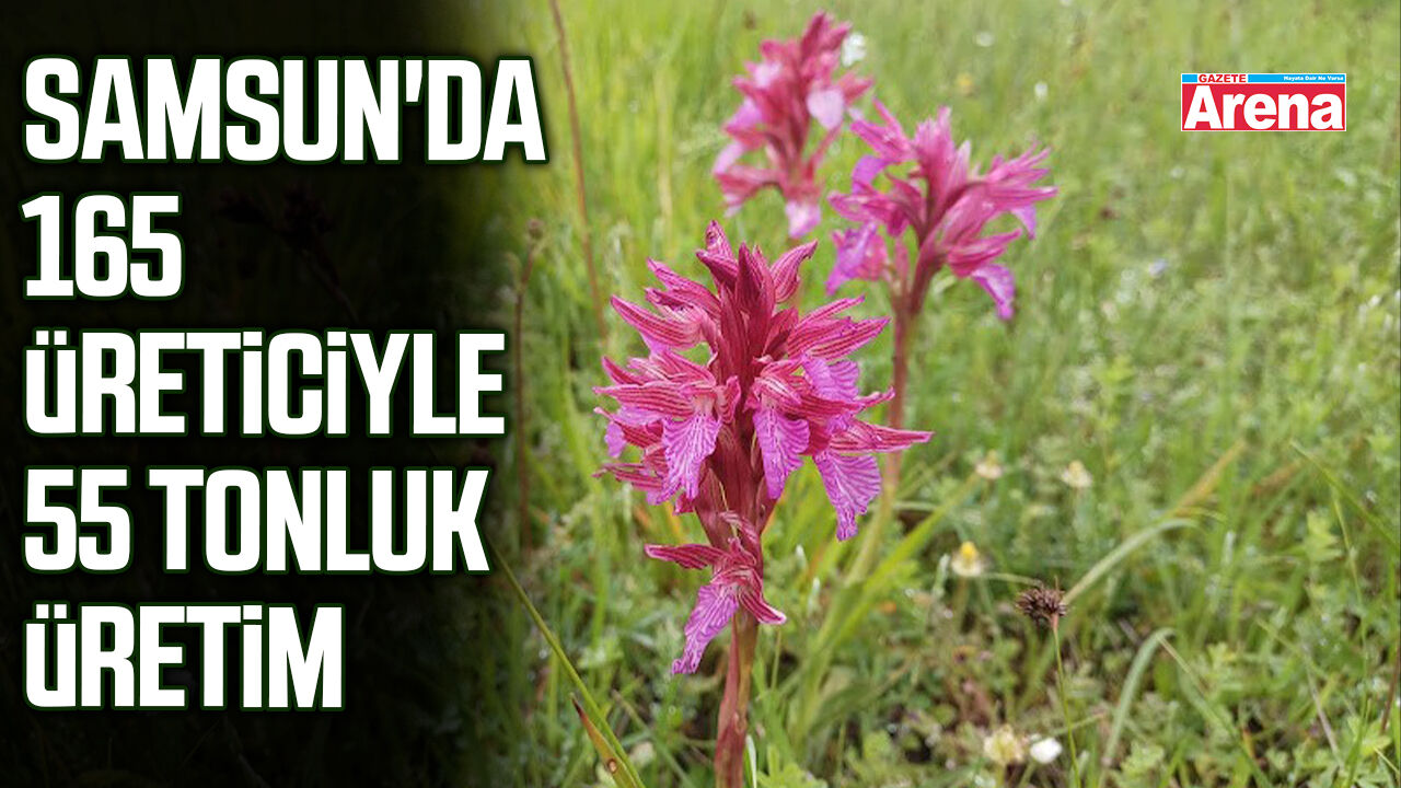 Samsun'da 165 üreticiyle 55 tonluk salep üretimi