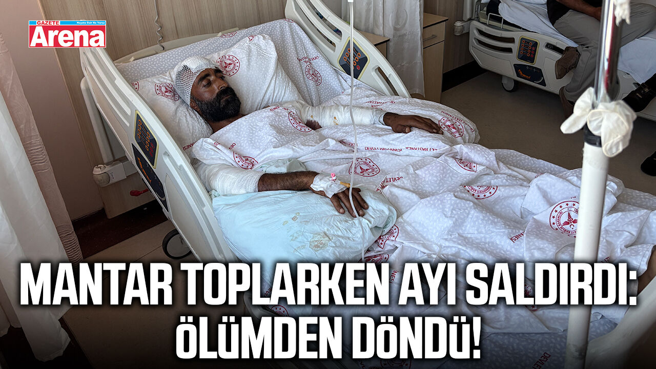 Mantar toplarken ayı saldırdı: Ölümden döndü!