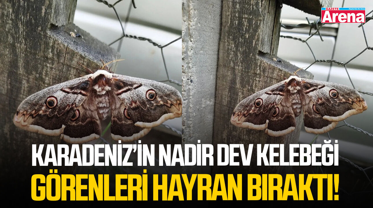 Karadeniz’in nadir dev kelebeği görenleri hayran bıraktı!