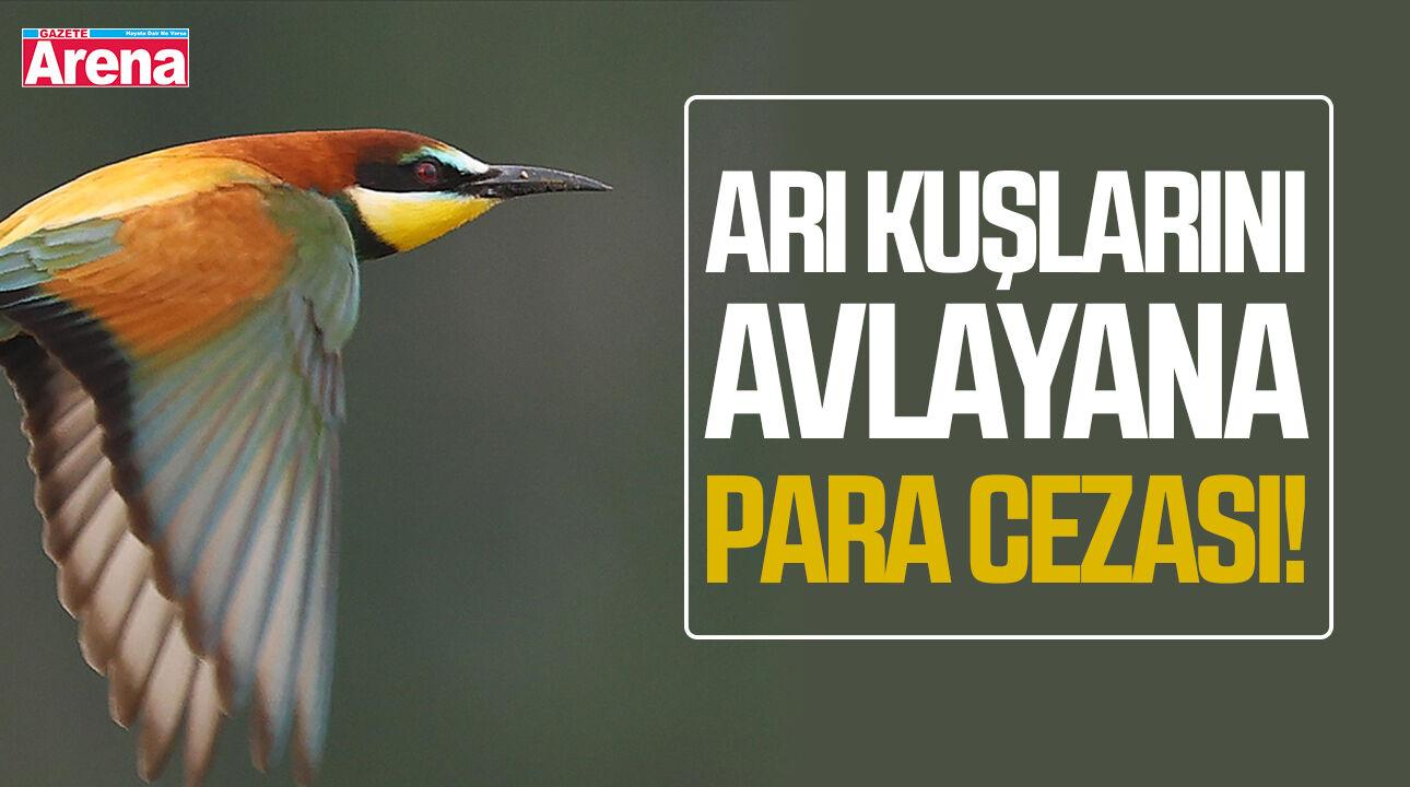 Arı kuşlarını avlayana para cezası!