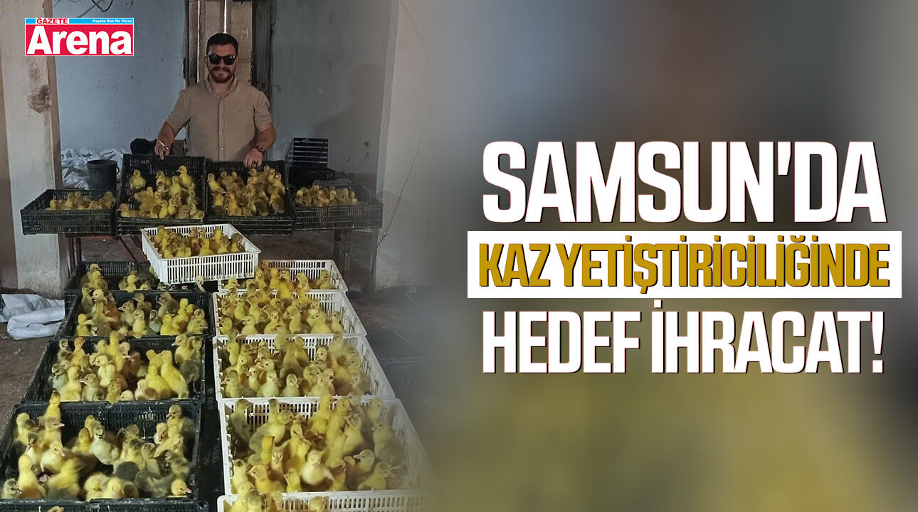 Samsun'da kaz yetiştiriciliğinde hedef ihracat!