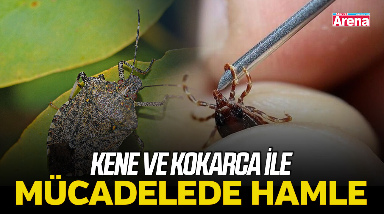 Kene ve kokarca ile mücadelede hamle