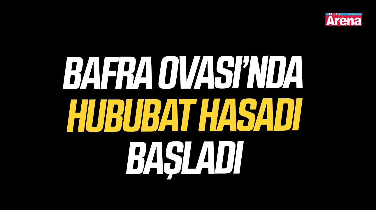 Bafra Ovası’nda hububat hasadı başladı