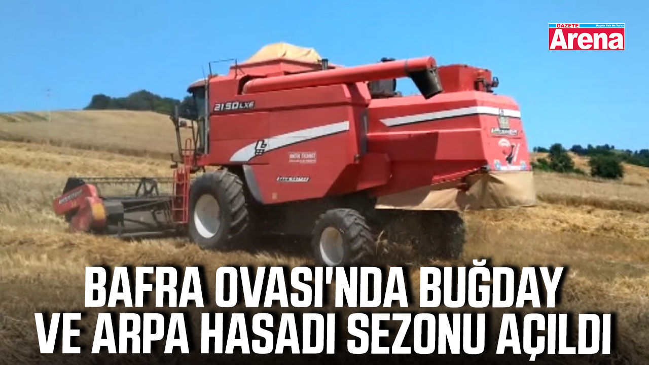 Bafra Ovası'nda buğday ve arpa hasadı sezonu açıldı