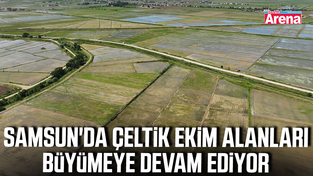 Samsun'da çeltik ekim alanları büyümeye devam ediyor